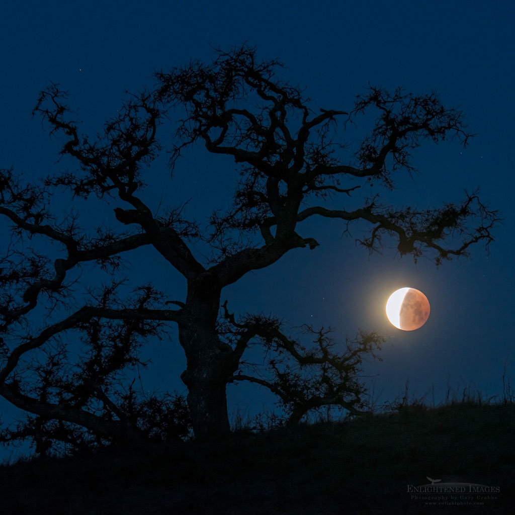 Photo: Super Blue Blood Moon Lunar Eclipse sets next to an oak tree while coming out of totality in a rare 150-year convergence, Contra Costa County, California