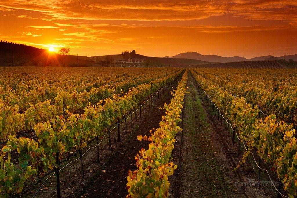 Photo: Sunset over Napa Valley vineyard in the Carneros Region, Napa County, California