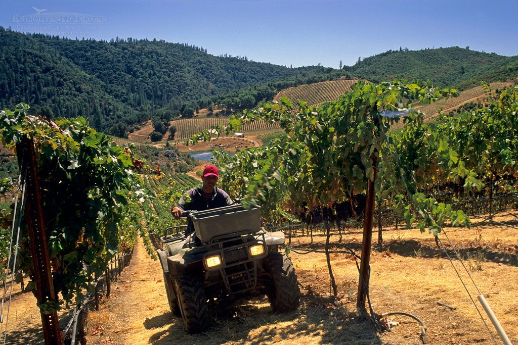 Photo: Worker on ATV tending grapevines in vineyard at Stevenot Winery, near Murphys Ranch, Calaveras County, California
