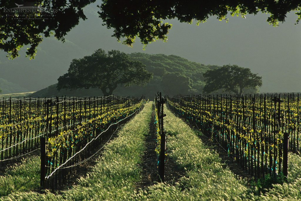 Photo: Rows of grapevines in vineyard in the foothills of the Sierra de Salinas, near Soledad, Monterey County, California