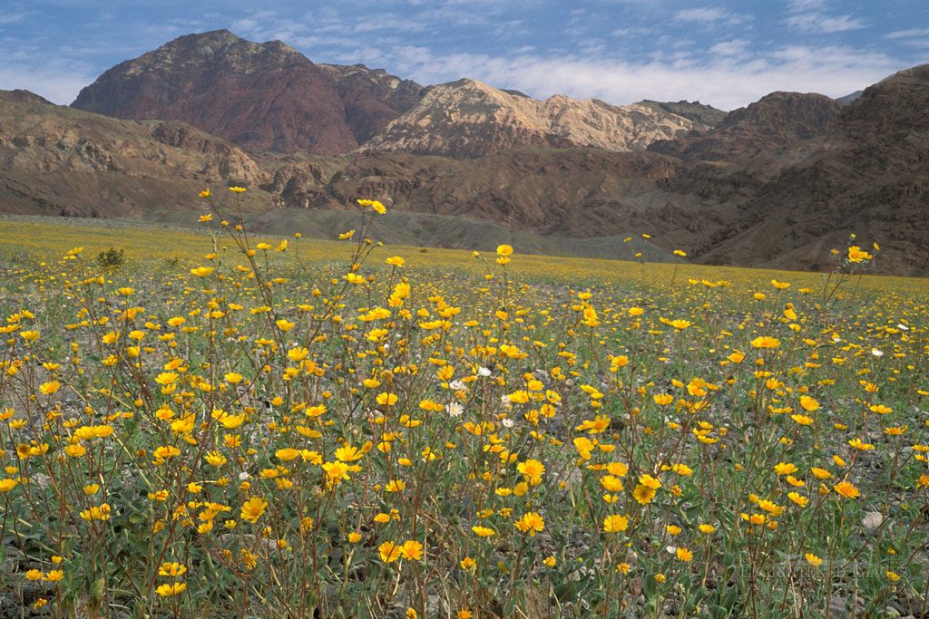 Photo: Desert Gold sunflower wildflowers Geraea Canescens record spring bloom below Black Mountains, Death Valley, California
