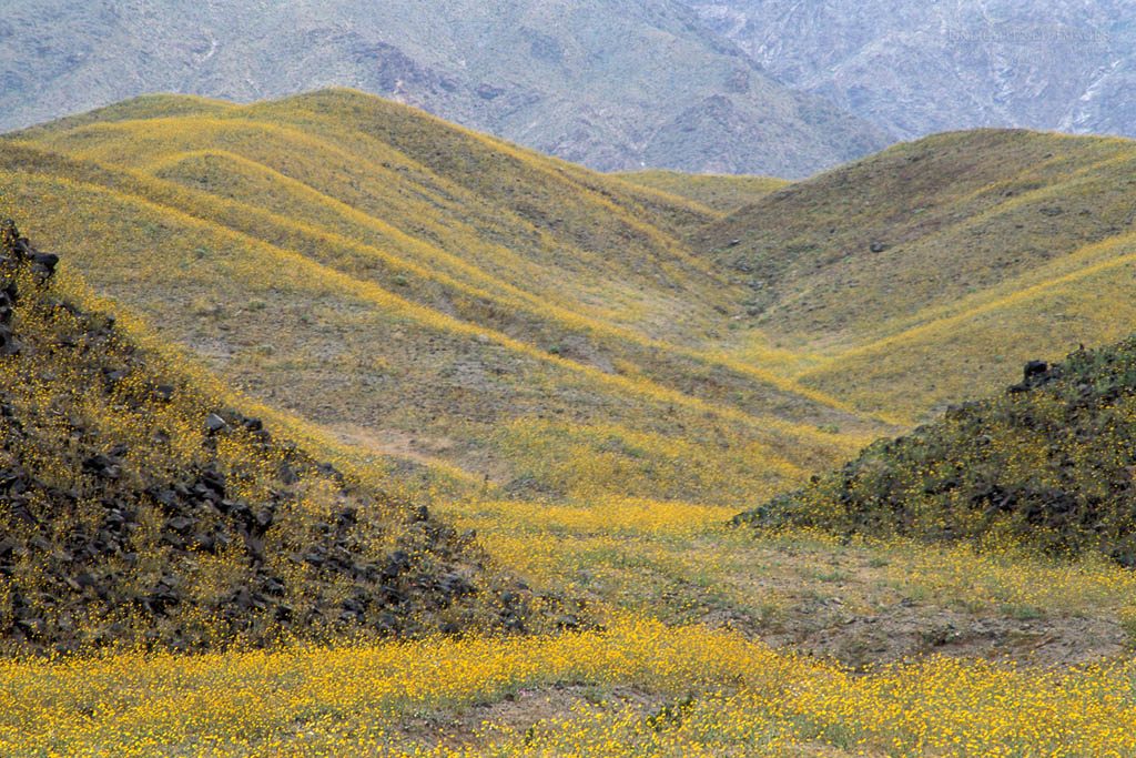 Photo: Desert Gold sunflower wildflowers Geraea Canescens record spring bloom below Black Mountains, Death Valley, California