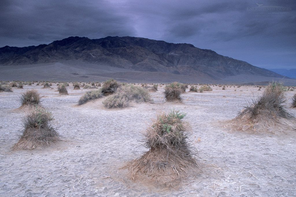 Photo: Storm clouds over arrowweed at Devils Cornfield, below Tucki Mountain, Death Valley National Park, California