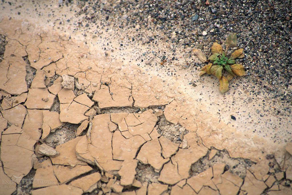Photo: Plant on the edge of survival next to dry stream bed, Salt Creek, Death Valley National Park, California