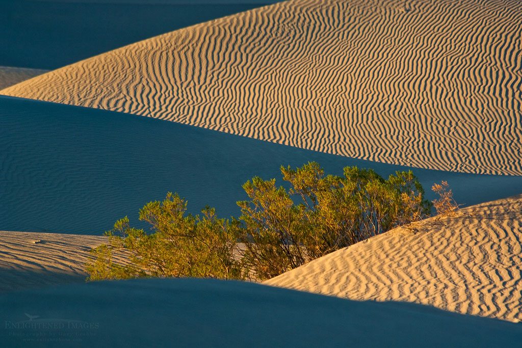 Photo: Bush in the Mesquite Flat Sand Dunes, near Stovepipe Wells, Death Valley National Park, California