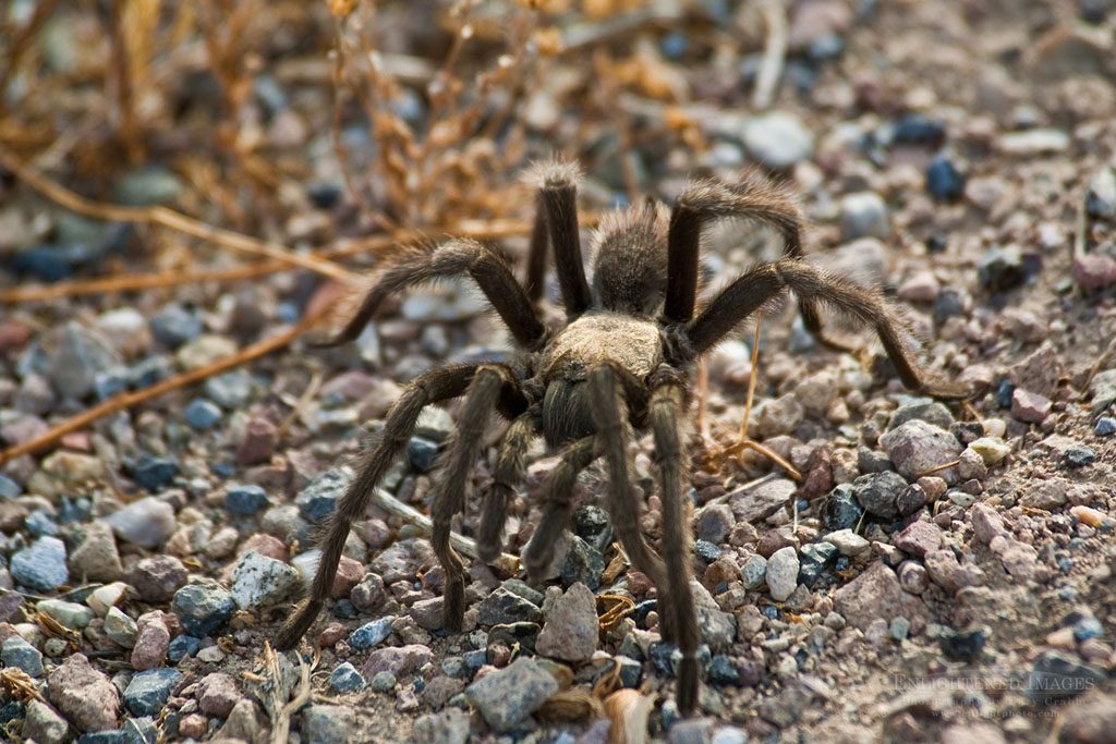 Photo: Tarantula spider, Death Valley National Park, California