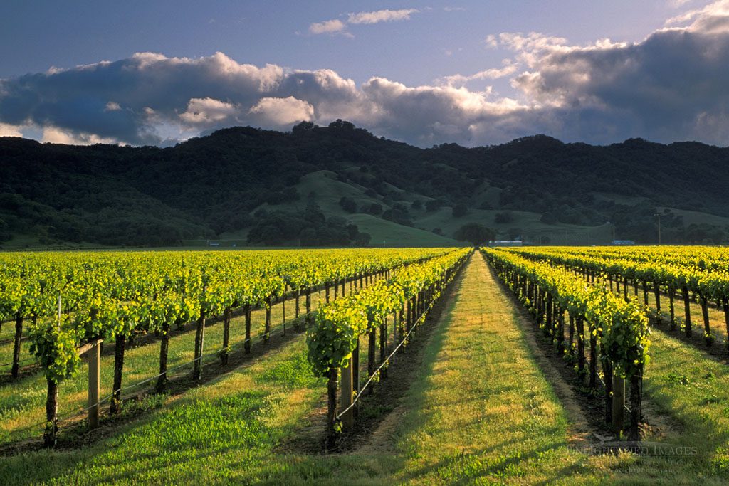 Photo: Sunset over hills and vineyard in spring, near Hopland, Mendocino County, Californi