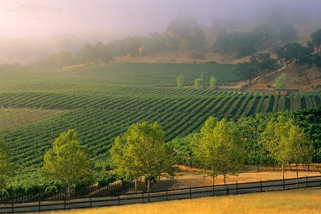 Photo: Morning fog over vineyards at sunrise, near Hopland, Mendocino County, California
