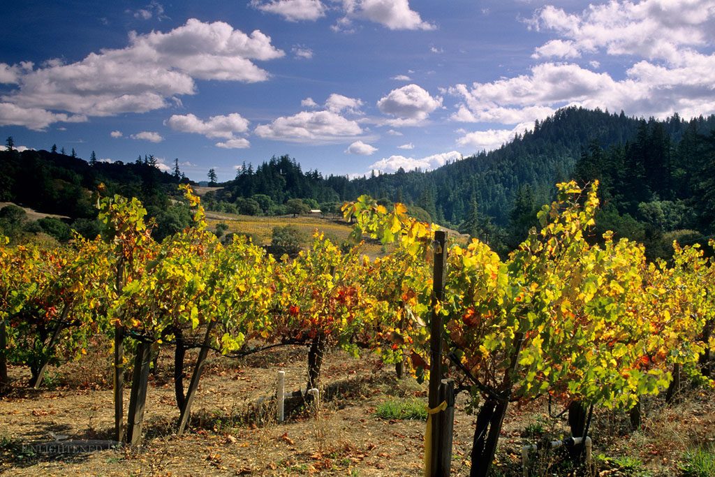 Photo: Vineyards in fall, Maple Creek Winery, Yorkville, Mendocino County, California