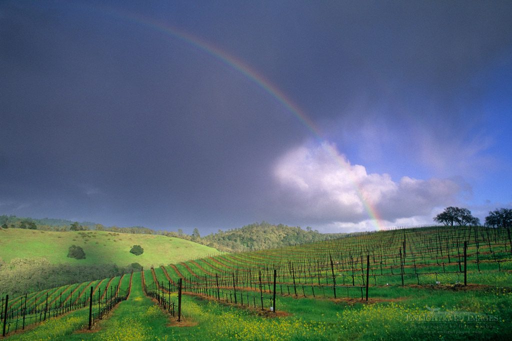 Photo: Rainbow and clearing storm in spring over vineyard along Conn Valley Road, Napa County, California