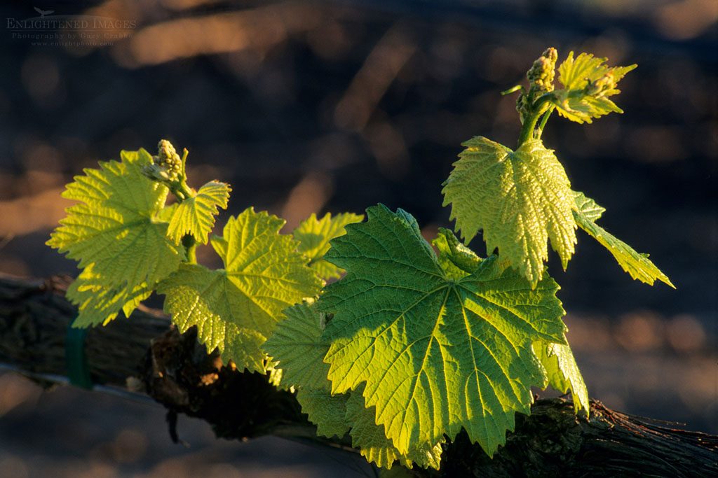 Photo: Young grape leaves in spring, vineyards of the Carneros Region Napa County, California