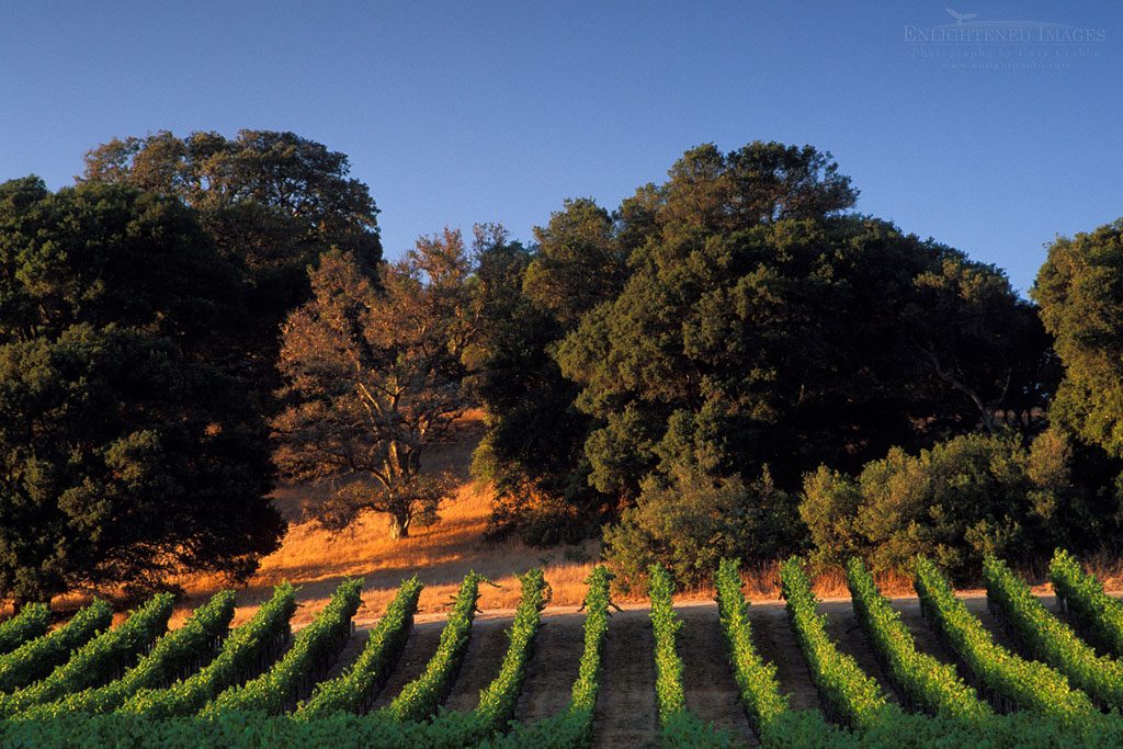 Photo: Sunset on oak trees and vineyards in the Carneros Region, Napa County, California