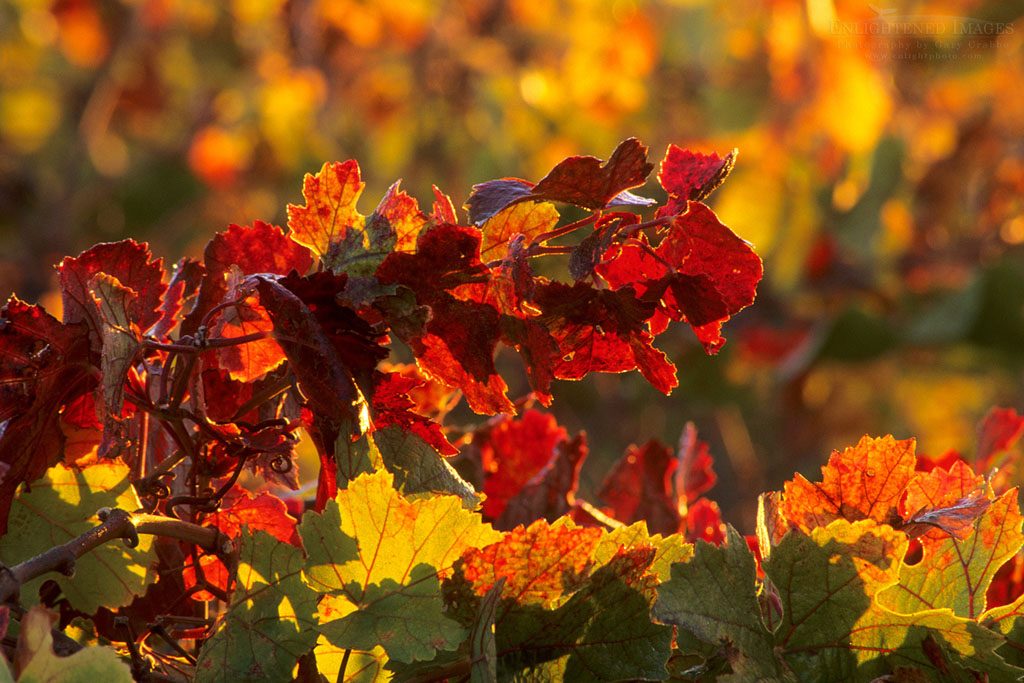 Photo: Vineyards in fall, Carneros Region, Napa Valley, Napa County, California