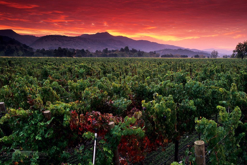 Photo: Stormy red dawn sunrise over vineyards near Yountville, Napa Valley, Napa County, California