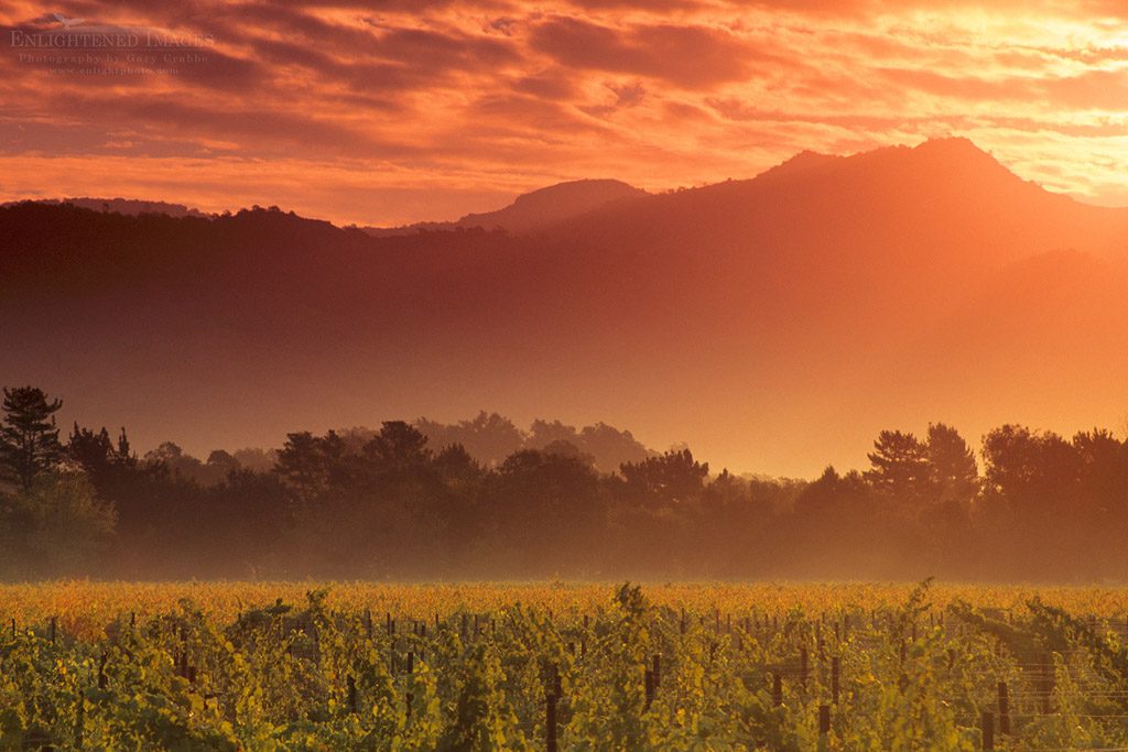 Photo: Vineyards at sunrise, near Yountville, Napa Valley, Napa County, California