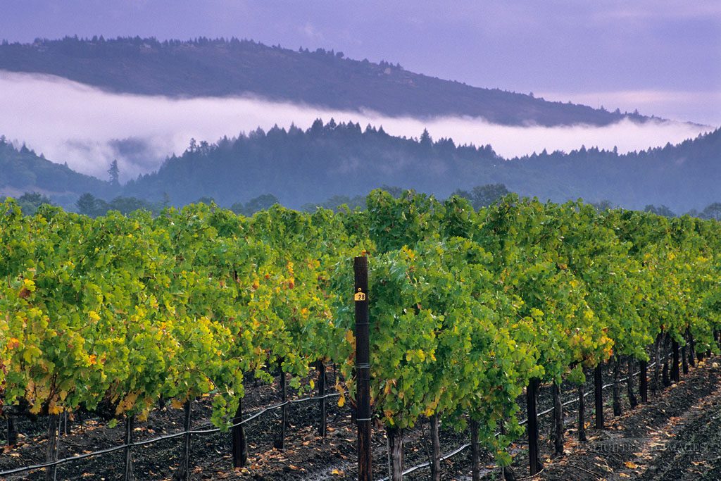 Photo: Fog and storm clouds over vineyards between St. Helena & Calistoga, Napa County, California