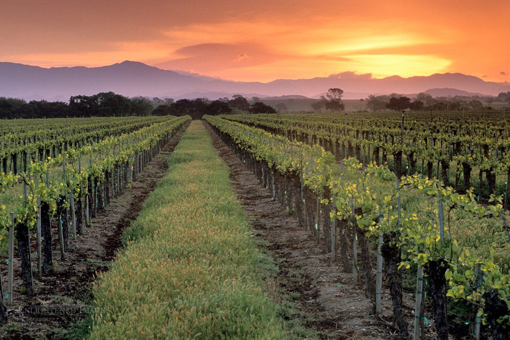 Photo: Sunrise over vineyard in spring near Santa Ynez, Santa Barbara County, California
