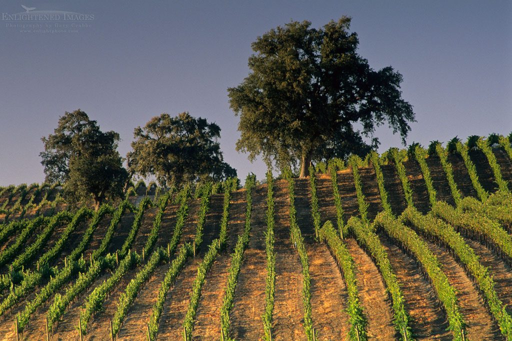 Photo: Vineyards at Summerwood Winery, Paso Robles, San Luis Obispo County, California