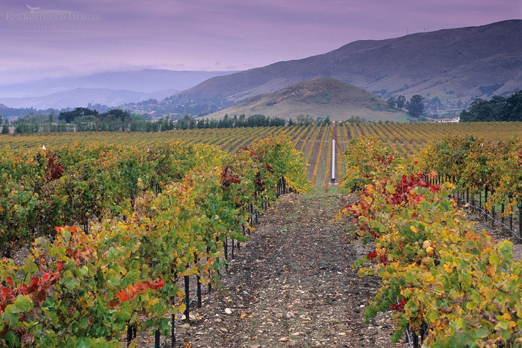 Photo: Vineyards in the Edna Valley in fall, near San Luis Obispo, San Luis Obispo County, California