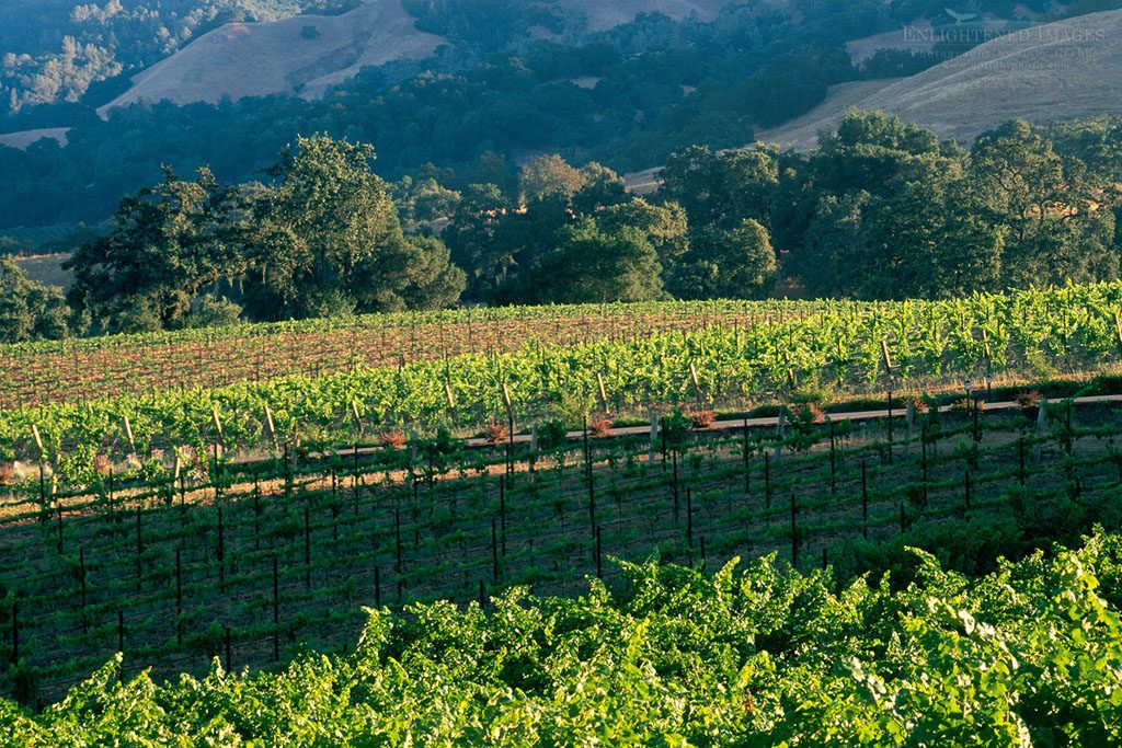 Photo: Vineyards, oak trees, and hills in summer, Knights Valley, Sonoma County, California