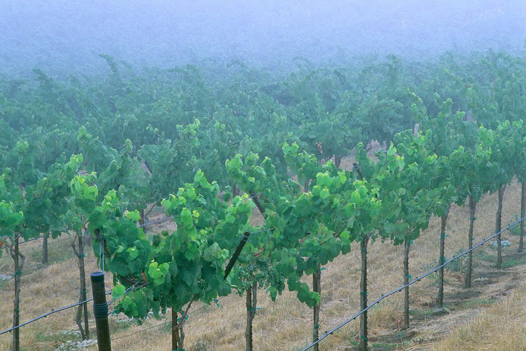 Photo: Morning fog over vineyards in the Alexander Valley, near Asti, Sonoma County, California