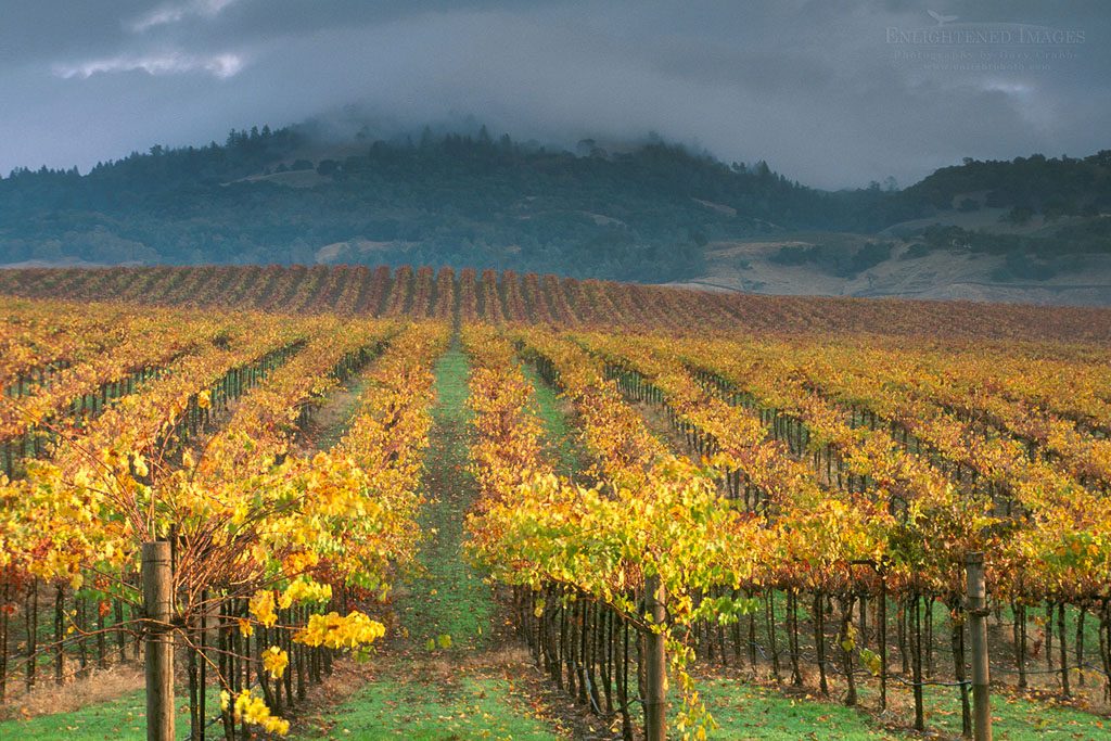 Photo: Clouds over Alexander Valley vineyard on a fall morning, near Asti, Sonoma County, California