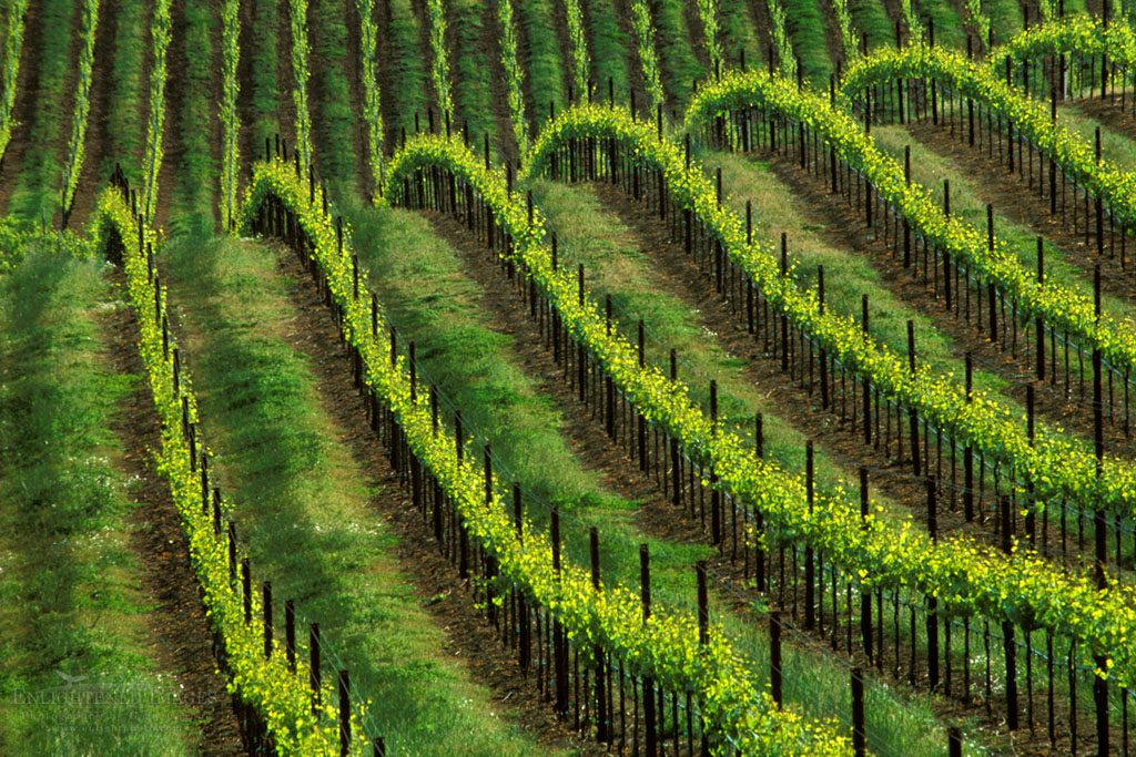 Photo: Vineyard in spring, (detail) near Healdsburg, Sonoma County, California
