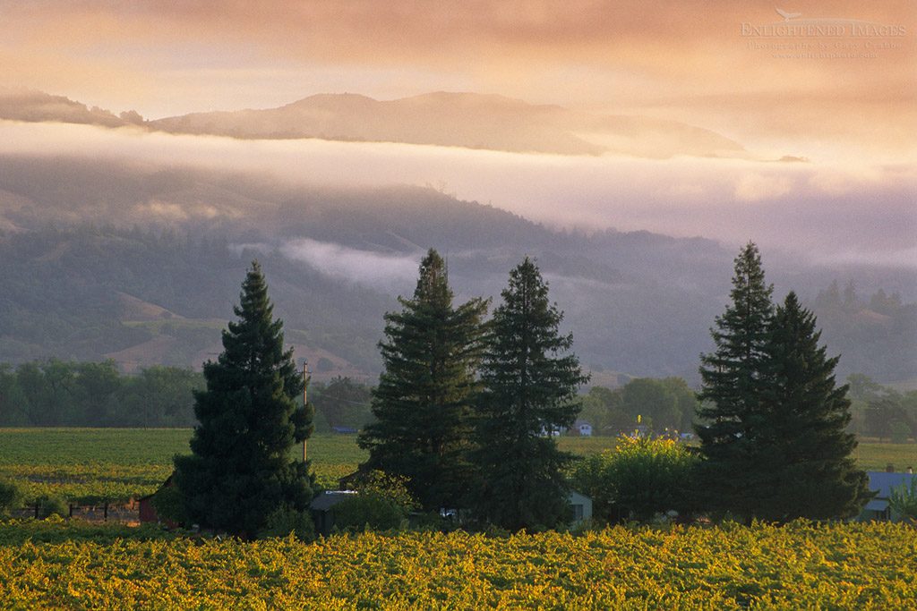Photo: Morning light on vineyards, Geyserville, Alexander Valley, Sonoma County, California