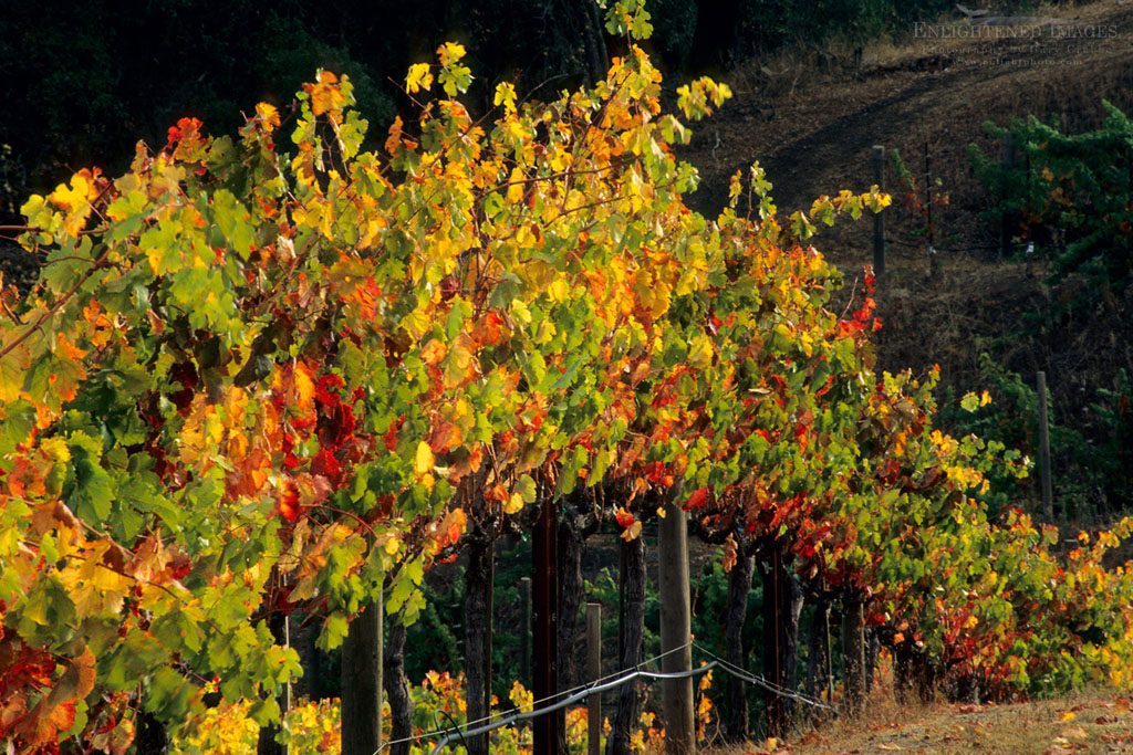 Photo: Grapevines in autumn at Hanna Vineyards, Alexander Valley, Sonoma County, California