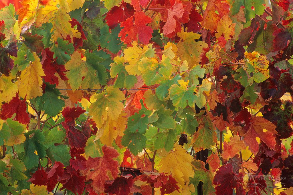 Photo: Grape leaves on vines in fall, Hanna Vineyards, Alexander Valley, Sonoma County, California