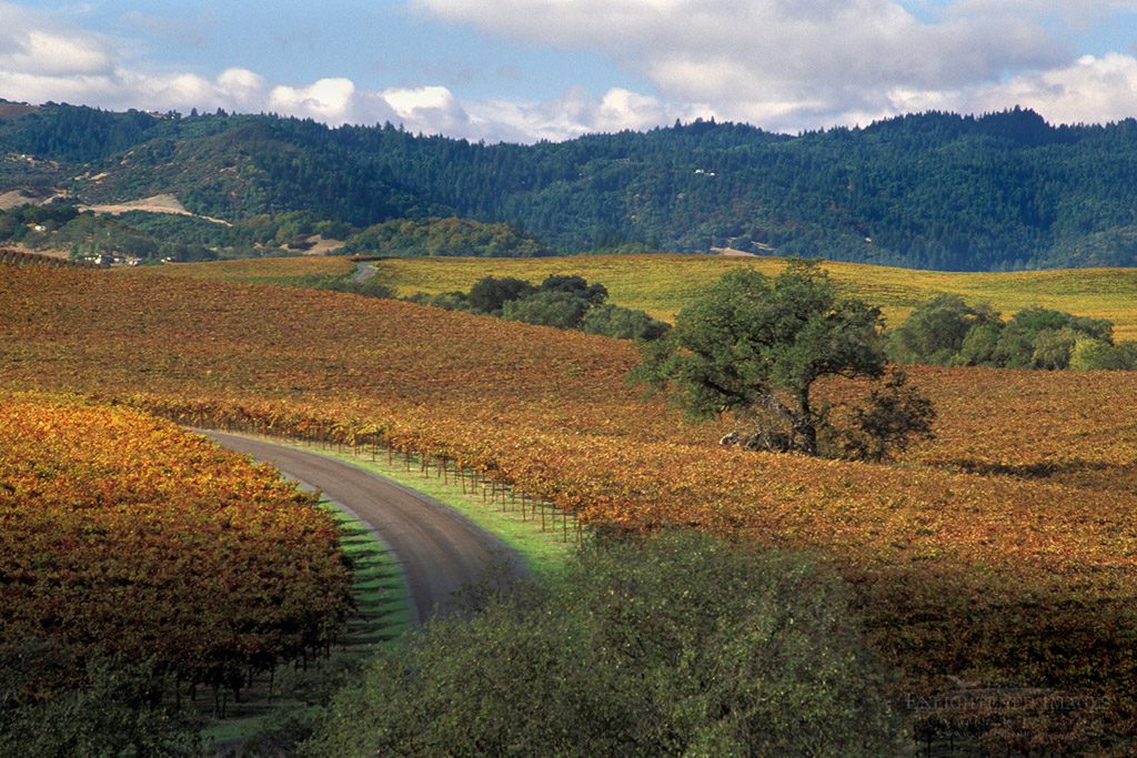 Photo: Road through Vineyards in fall at Silver Oak Cellars, Alexander Valley, Sonoma County, California