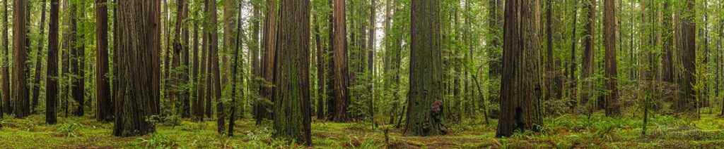 Photo: Panorama of California Coastal Redwood trees (Sequoia Sempervirens) Humboldt Redwoods State Park, Humboldt County, California