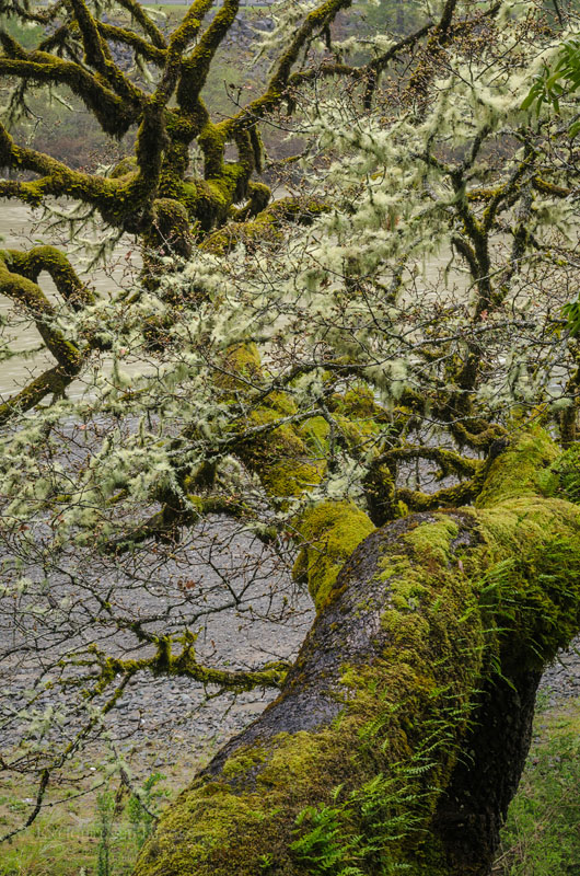 Moss-covered tree Photo: Moss-covered tree along the Eel River, Humboldt County, California