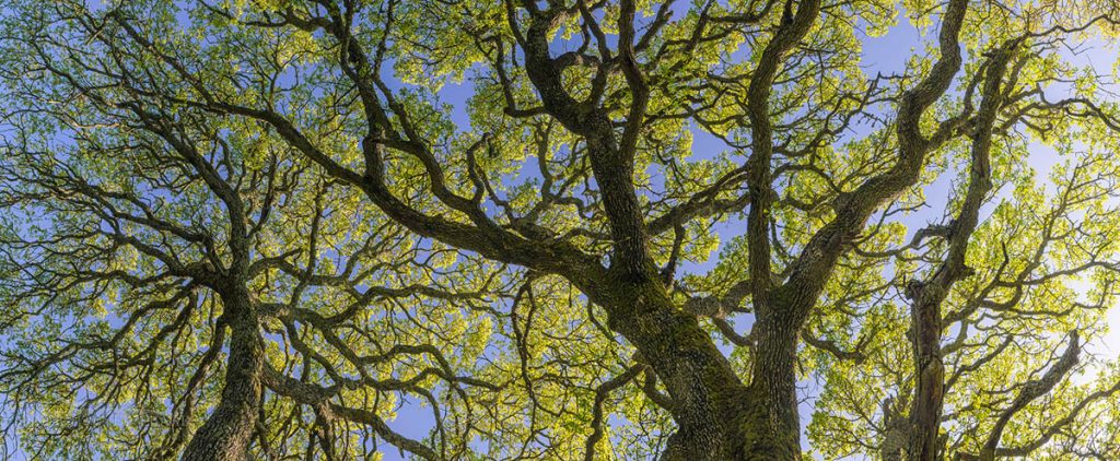 Photo: Oak tree panorama, Briones Regional Park, Contra Costa County, California