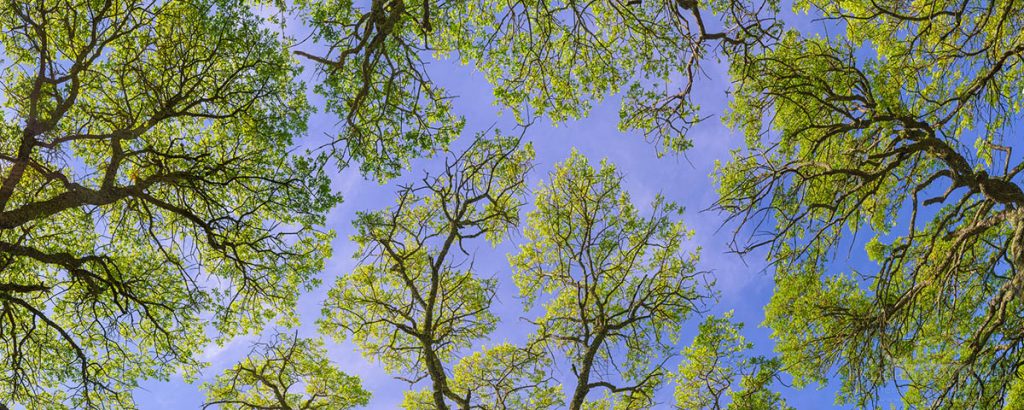 Oak Tree canopy in Briones Regional Park Photo: Looking up through Oak trees panorama, Briones Regional Park, Contra Costa County, California