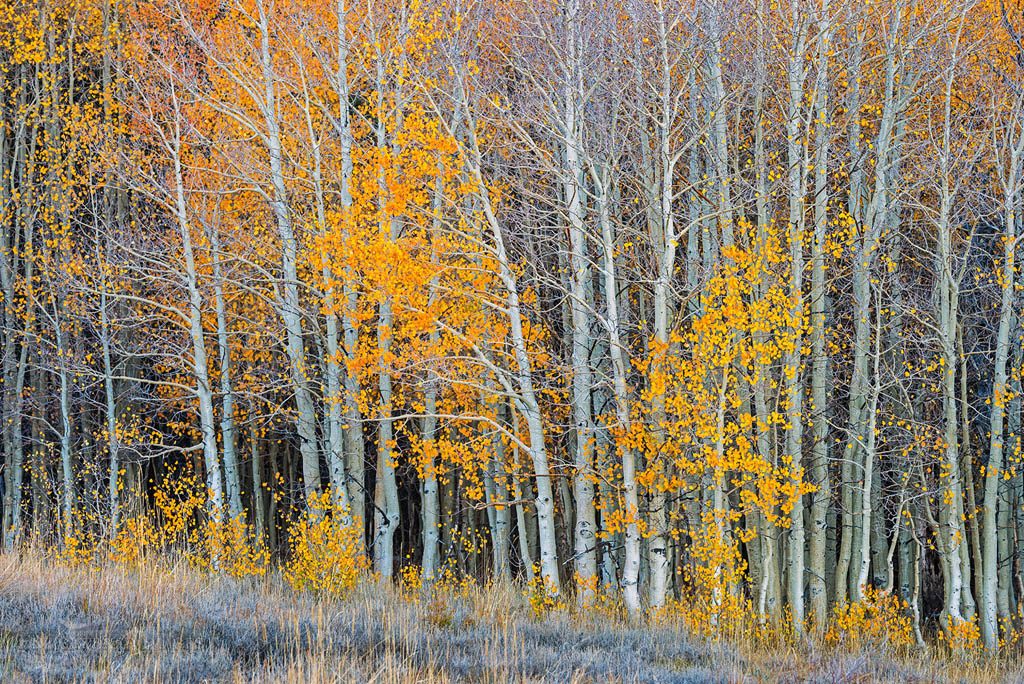 Photo: Aspen leaves changing color and clinging to branches in fall, Mono County, Eastern Sierra, California