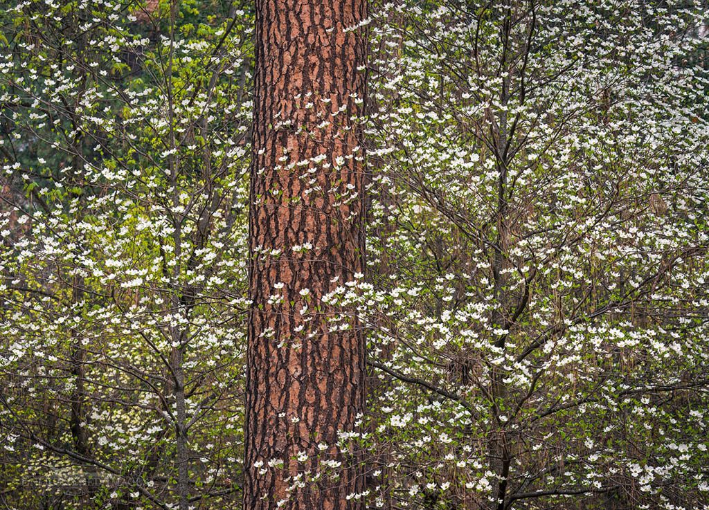 Photo: Dogwood flowers bloom in spring, Yosemite Valley, Yosemite National Park, California