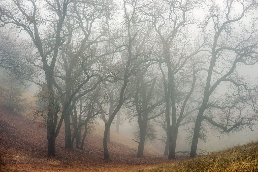 Photo: Oak trees in fog on Mount Hamilton, Santa Clara County, California