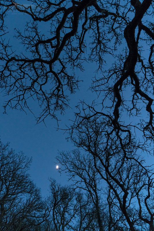 Moon and oak trees on a winter evening Photo: Moon and oak trees on a winter evening, Briones Regional Park, Contra Costa County, California
