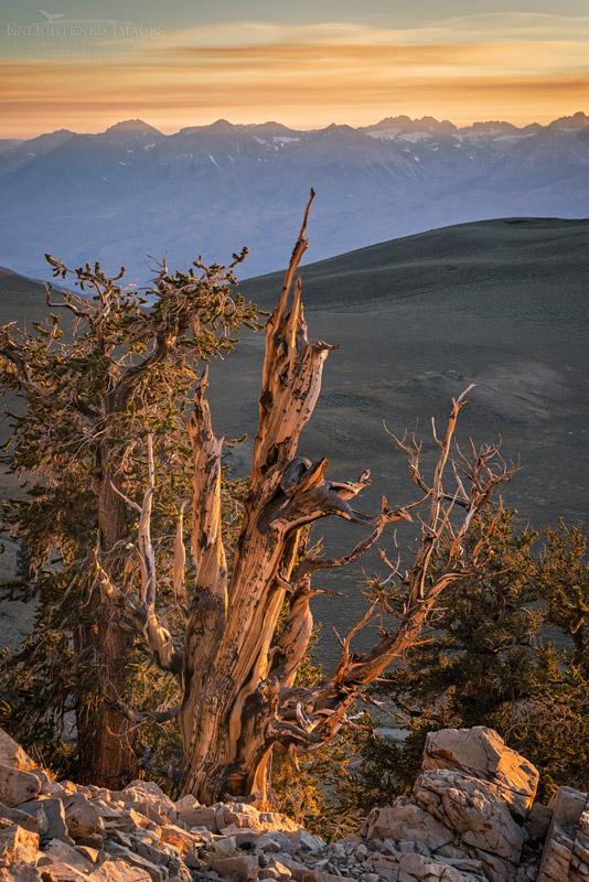 Bristlecone Pine at sunset Photo: Bristlecone Pine at sunset with Sierra Nevada mountain range in distance, Patriarch Grove, Ancient Bristlecone Pine Forest, Inyo National Forest, White Mountains, California