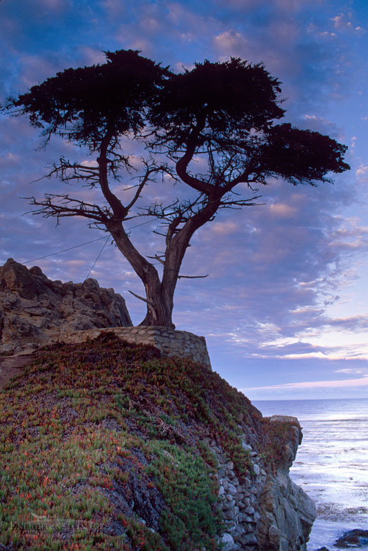 A lone cypress tree near Carmel Photo: A lone cypress tree near Carmel on the Monterey Peninsula, Monterey County, California