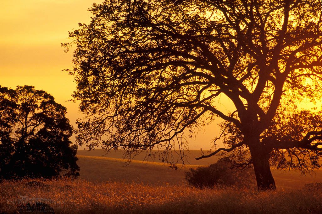 Photo: Oak tree at sunset in the Sierra foothills, California