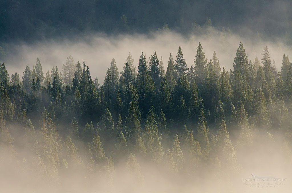 Photo: Trees emerging from clearing morning fog, Hope Valley, El Dorado National Forest, Alpine County, California