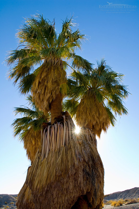 Desert Fan Palm Tree Photo: Sunlight through Desert Fan Palm trees (Washingtonia filifera) at 17 Palms Oasis, Anza Borrego Desert State Park, San Diego County, California