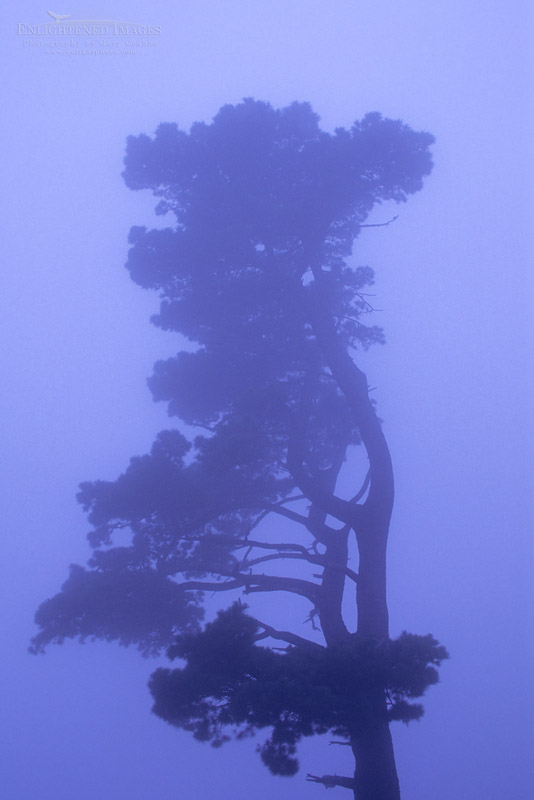 Lone cypress in evening fog Photo: Lone cypress evergreen in evening fog, Berkeley Hills, California