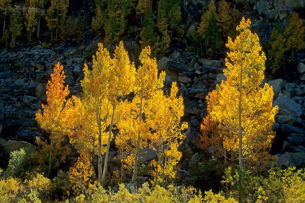 Photo: Aspen trees in fall along the South Fork of Bishop Creek, Inyo National Forest, Inyo County, Eastern Sierra, California