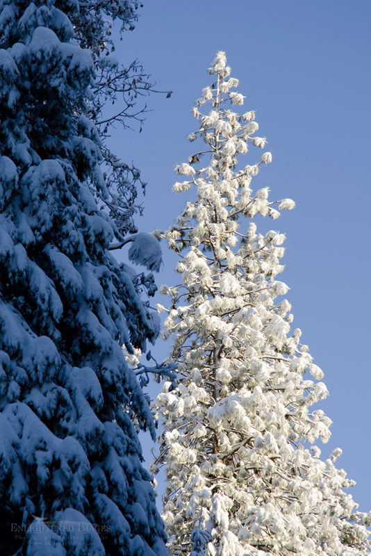 Fresh snow on trees in winter Photo: Fresh fallen snow on trees in winter, Dorrington, Calaveras County, California