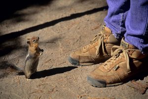 I can stand, too; Chipmunk standing next to person's feet & shoes, Crater Lake National Park, Oregon