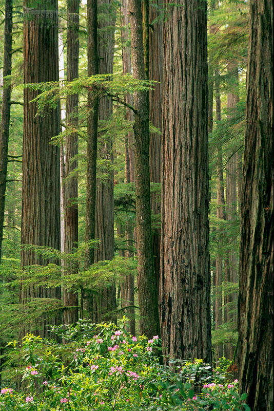 Redwood trees in forest Photo: Redwood trees in forest, Del Norte Coast Redwood State Park, Redwood National Park, California
