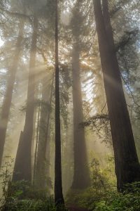 Photo: Sunlight through Redwood forest and fog, Redwood National and State Parks, Del Norte County, California